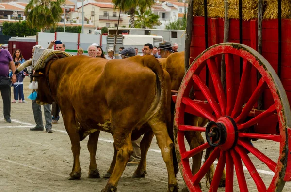 スペインのアンダルシアの町が御者でカートで牛を運転のスキルを示すに基づいてコンテスト 2018 — ストック写真