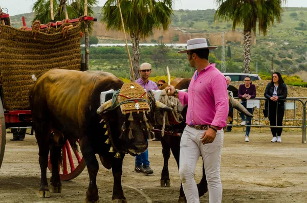 Almayate, İspanya - 21 Nisan 2018 yarışma öküz bir sepeti ile sürüş becerileri gösterilen coachmen tarafından dayalı Endülüs Almayate şehir içinde
