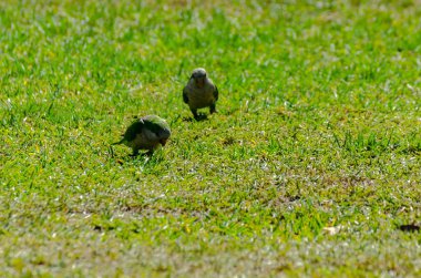 sulu yeşil çimen, şehrin fauna bir parkta vahşi kuşlar üzerinde yeşil papağan