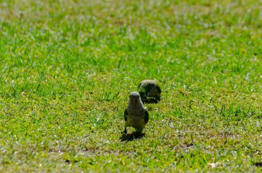 sulu yeşil çimen, şehrin fauna bir parkta vahşi kuşlar üzerinde yeşil papağan