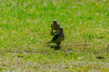 sulu yeşil çimen, şehrin fauna bir parkta vahşi kuşlar üzerinde yeşil papağan