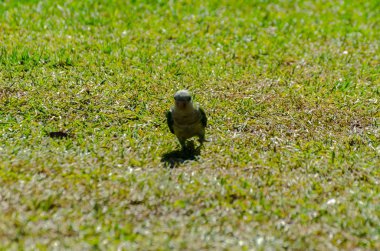 sulu yeşil çimen, şehrin fauna bir parkta vahşi kuşlar üzerinde yeşil papağan