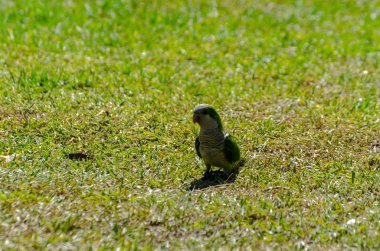 sulu yeşil çimen, şehrin fauna bir parkta vahşi kuşlar üzerinde yeşil papağan