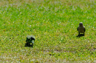 sulu yeşil çimen, şehrin fauna bir parkta vahşi kuşlar üzerinde yeşil papağan