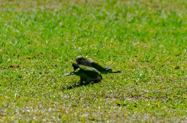 sulu yeşil çimen, şehrin fauna bir parkta vahşi kuşlar üzerinde yeşil papağan