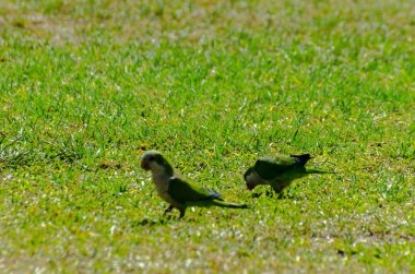 sulu yeşil çimen, şehrin fauna bir parkta vahşi kuşlar üzerinde yeşil papağan