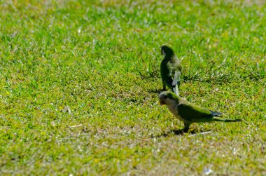 sulu yeşil çimen, şehrin fauna bir parkta vahşi kuşlar üzerinde yeşil papağan