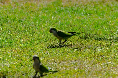 sulu yeşil çimen, şehrin fauna bir parkta vahşi kuşlar üzerinde yeşil papağan