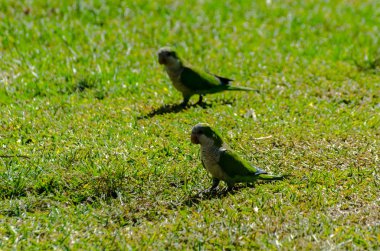 sulu yeşil çimen, şehrin fauna bir parkta vahşi kuşlar üzerinde yeşil papağan