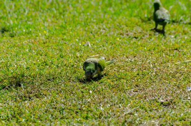 sulu yeşil çimen, şehrin fauna bir parkta vahşi kuşlar üzerinde yeşil papağan