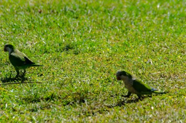 sulu yeşil çimen, şehrin fauna bir parkta vahşi kuşlar üzerinde yeşil papağan