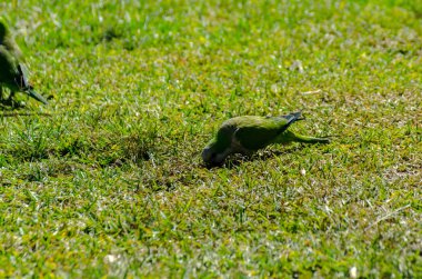sulu yeşil çimen, şehrin fauna bir parkta vahşi kuşlar üzerinde yeşil papağan