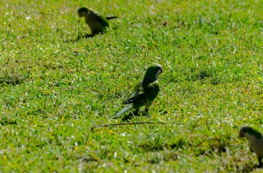 sulu yeşil çimen, şehrin fauna bir parkta vahşi kuşlar üzerinde yeşil papağan