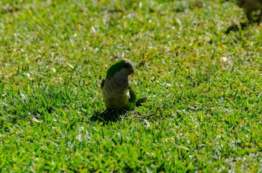 sulu yeşil çimen, şehrin fauna bir parkta vahşi kuşlar üzerinde yeşil papağan