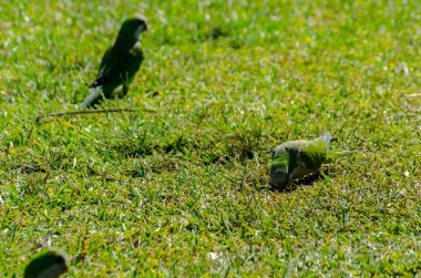 sulu yeşil çimen, şehrin fauna bir parkta vahşi kuşlar üzerinde yeşil papağan