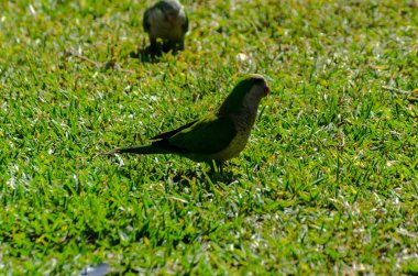 sulu yeşil çimen, şehrin fauna bir parkta vahşi kuşlar üzerinde yeşil papağan