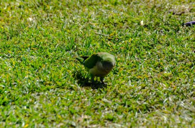 sulu yeşil çimen, şehrin fauna bir parkta vahşi kuşlar üzerinde yeşil papağan