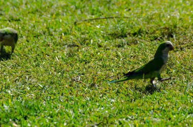 sulu yeşil çimen, şehrin fauna bir parkta vahşi kuşlar üzerinde yeşil papağan