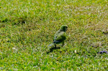 sulu yeşil çimen, şehrin fauna bir parkta vahşi kuşlar üzerinde yeşil papağan