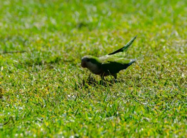 sulu yeşil çimen, şehrin fauna bir parkta vahşi kuşlar üzerinde yeşil papağan