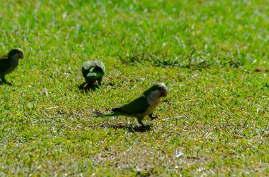 sulu yeşil çimen, şehrin fauna bir parkta vahşi kuşlar üzerinde yeşil papağan