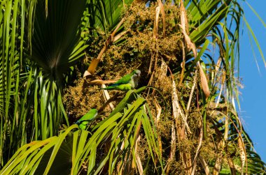 bir Yayilim palmiye ağacı, bir ağaç parkta, fauna üzerinde yabani kuşlar üzerinde yeşil papağan