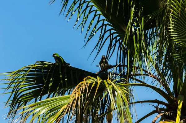 Зеленый Попугай Раскинувшейся Пальме Дикие Птицы Дереве Парке Фауна — стоковое фото