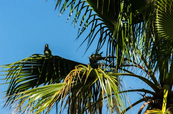 Green Parrot Spreading Palm Tree Wild Birds Tree Park Fauna — Stock Photo, Image