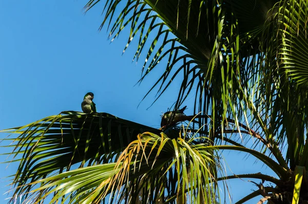 Зеленый Попугай Раскинувшейся Пальме Дикие Птицы Дереве Парке Фауна — стоковое фото