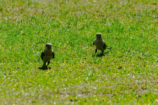 Green Parrot Juicy Green Grass Wild Birds Park City Fauna — Stock Photo, Image