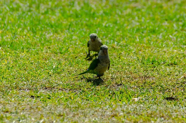 sulu yeşil çimen, şehrin fauna bir parkta vahşi kuşlar üzerinde yeşil papağan