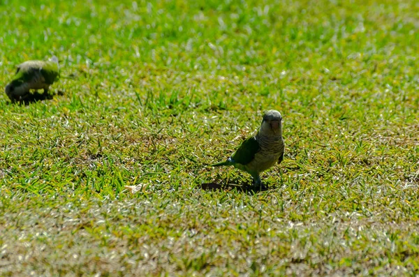 Green Parrot Juicy Green Grass Wild Birds Park City Fauna — Stock Photo, Image