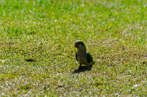 sulu yeşil çimen, şehrin fauna bir parkta vahşi kuşlar üzerinde yeşil papağan