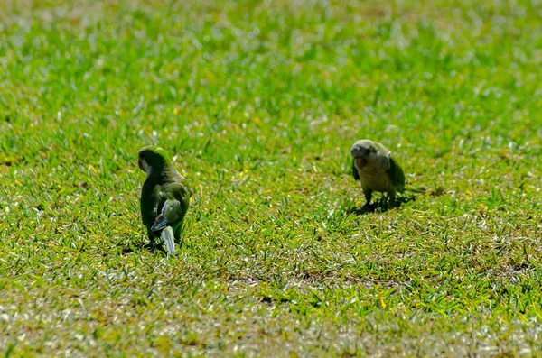 sulu yeşil çimen, şehrin fauna bir parkta vahşi kuşlar üzerinde yeşil papağan