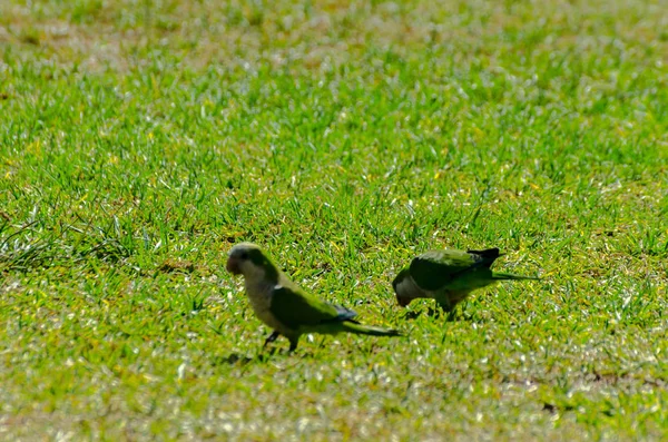 sulu yeşil çimen, şehrin fauna bir parkta vahşi kuşlar üzerinde yeşil papağan