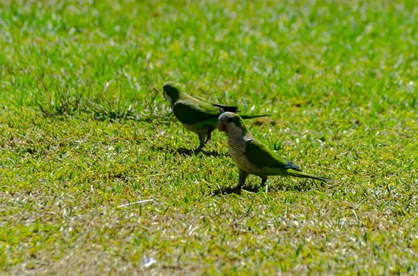 Green Parrot Juicy Green Grass Wild Birds Park City Fauna — Stock Photo, Image