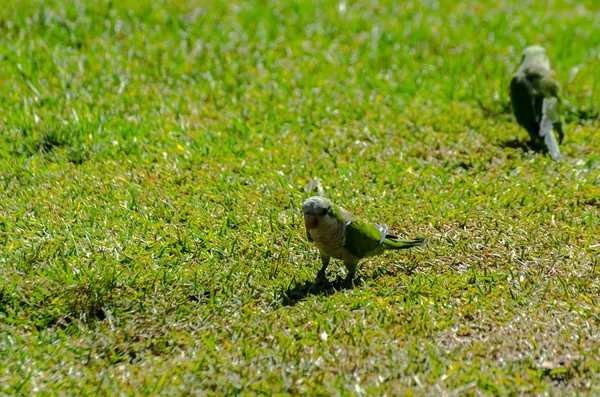 Green Parrot Juicy Green Grass Wild Birds Park City Fauna — Stock Photo, Image