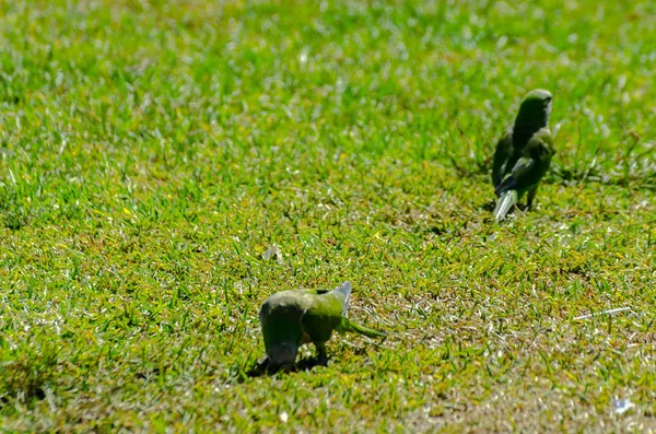 green parrot on a juicy green grass, wild birds in a park in the city, fauna