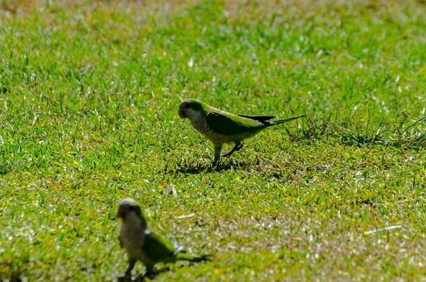 sulu yeşil çimen, şehrin fauna bir parkta vahşi kuşlar üzerinde yeşil papağan