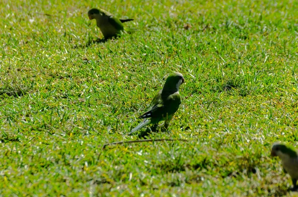 sulu yeşil çimen, şehrin fauna bir parkta vahşi kuşlar üzerinde yeşil papağan