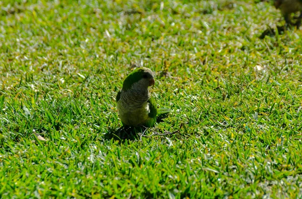 sulu yeşil çimen, şehrin fauna bir parkta vahşi kuşlar üzerinde yeşil papağan