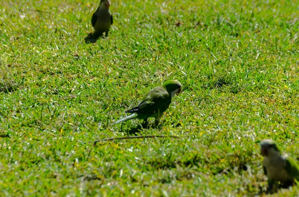 sulu yeşil çimen, şehrin fauna bir parkta vahşi kuşlar üzerinde yeşil papağan