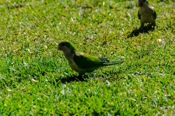 Green Parrot Juicy Green Grass Wild Birds Park City Fauna — Stock Photo, Image