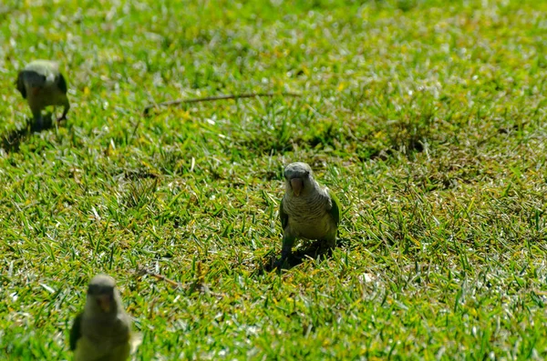 green parrot on a juicy green grass, wild birds in a park in the city, fauna