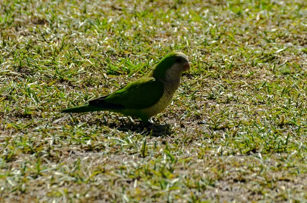 sulu yeşil çimen, şehrin fauna bir parkta vahşi kuşlar üzerinde yeşil papağan