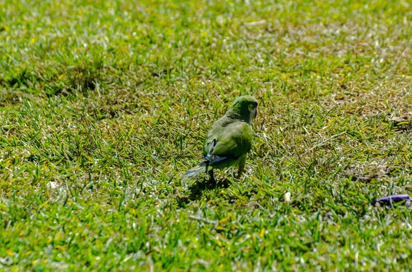 sulu yeşil çimen, şehrin fauna bir parkta vahşi kuşlar üzerinde yeşil papağan