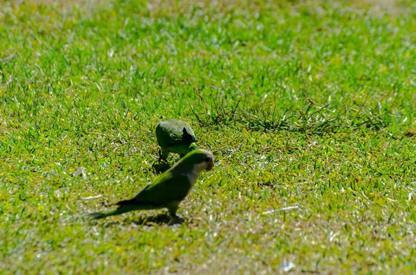 green parrot on a juicy green grass, wild birds in a park in the city, fauna