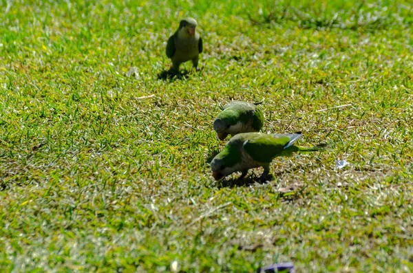 Green Parrot Juicy Green Grass Wild Birds Park City Fauna — Stock Photo, Image