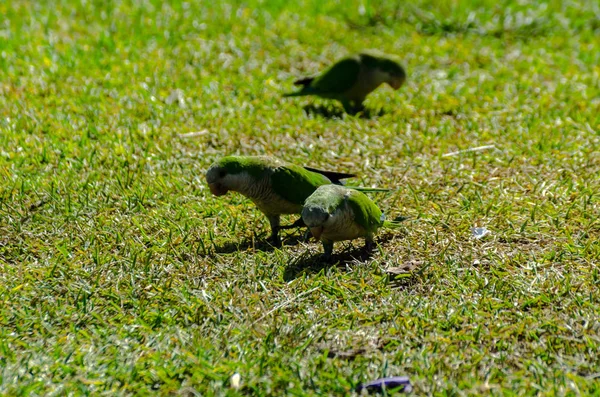 Green Parrot Juicy Green Grass Wild Birds Park City Fauna — Stock Photo, Image