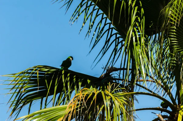 Green Parrot Spreading Palm Tree Wild Birds Tree Park Fauna — Stock Photo, Image